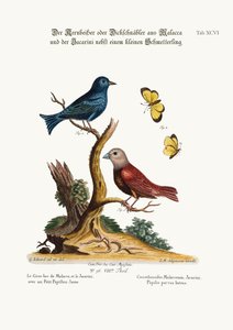 O bico de Malacca Gros, o jacarini e a pequena borboleta amarela, 1749-73